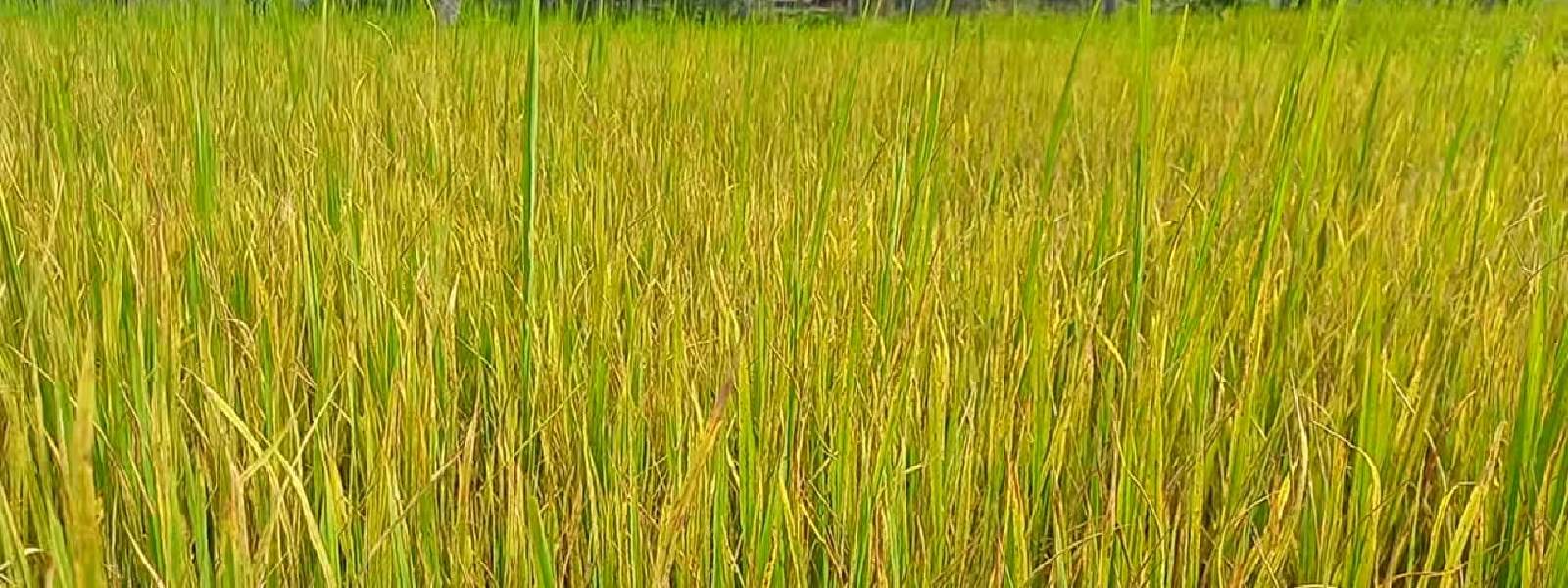 Paddy farmers helpless as rice plants turn yellow
